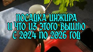 Инжир. Как сажала и как растет с 08.12.2024 по 12.05.2026
