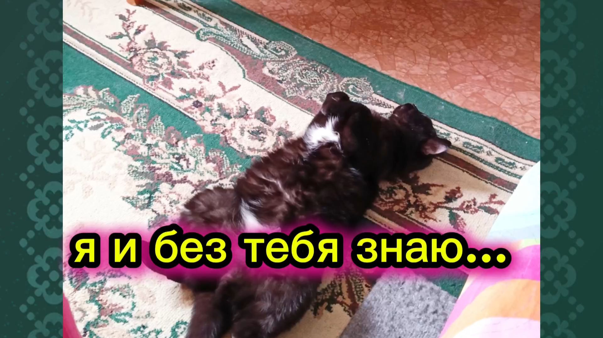 КОШКИ С ОЗВУЧКОЙ.