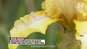 Яркие маски: в Никитском ботаническом саду готовятся к традиционной выставке ирисов