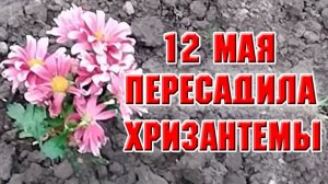 12 мая. Пересадила свои хризантемы