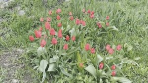 ПОСАДИЛИ КАРТОШКУ И ОТДЫХАЕМ)