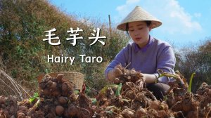 Горный таро из Юньнани: одно таро — сто вкусов, согревающих любое блюдо.