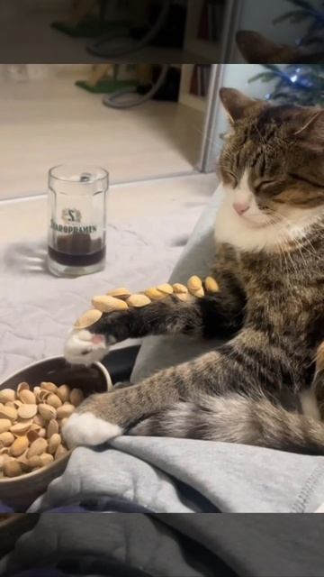 Котик невозмутимый смотреть онлайн