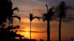 Island Paradise Escape 🏝️✨ - Tropical Ambient Lounge