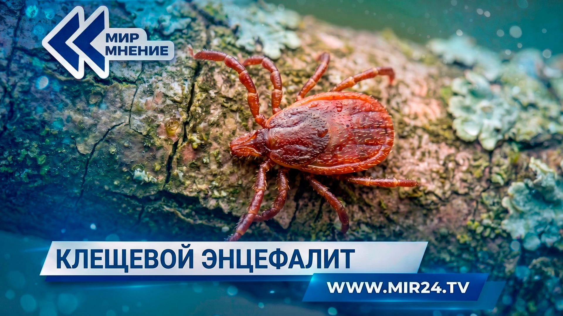 Клещевой энцефалит: как обезопасить себя и близких?