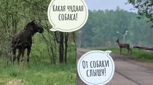 Вечерний лось Степан пасётся в кустах, пугает своим видом косуль