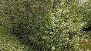 Погода в Санкт-Петербурге с утра 13 мая то чем я живу ☺👍 без слов любуемся  растениями ☺👍❤👍⚘😊 🎂