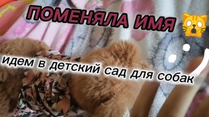 идем в детский сад для собак🦮