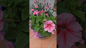 Посмотри,как Мир прекрасен...