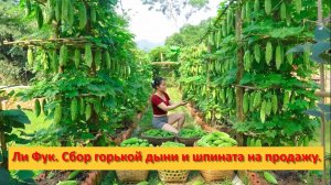 Ли Фук. Сбор урожая горькой дыни и шпината на продажу.