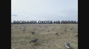 весенняя охота на полях