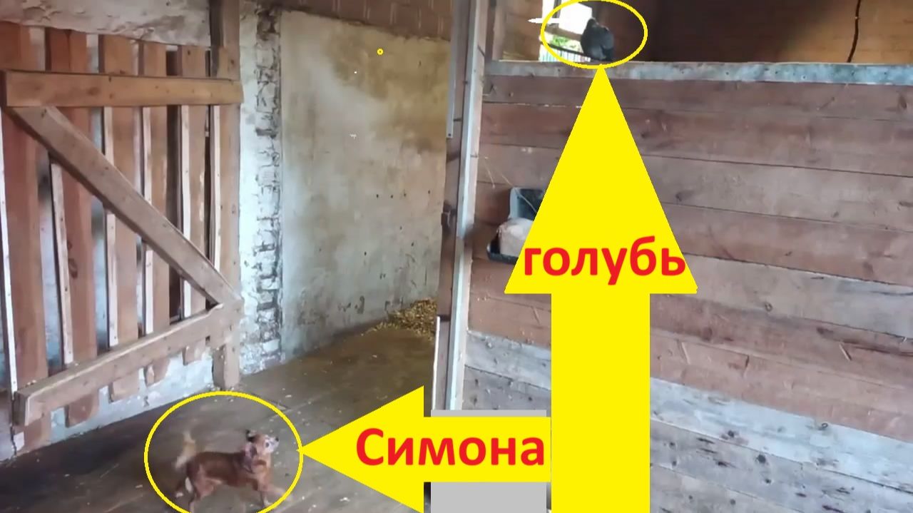 Охранник выгоняет незванного гостя