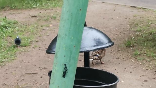 Утки гуляют по парку