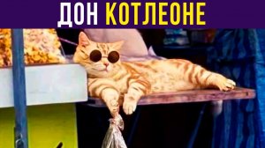Дон Котлеоне) Приколы с котами