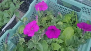 Дела дачные. Высаживаю петунию в кашпо.🌸Посеяла морковь.🥕Ленинградская область 12.05.26г.