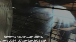 MelomanicaTV: Фильм Сергея РАzoom Фокина. В мире духовных животных-5.Памяти крыса Шпунтика.2025 год.
