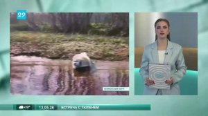 13.05.2026 Встретил тюленя
