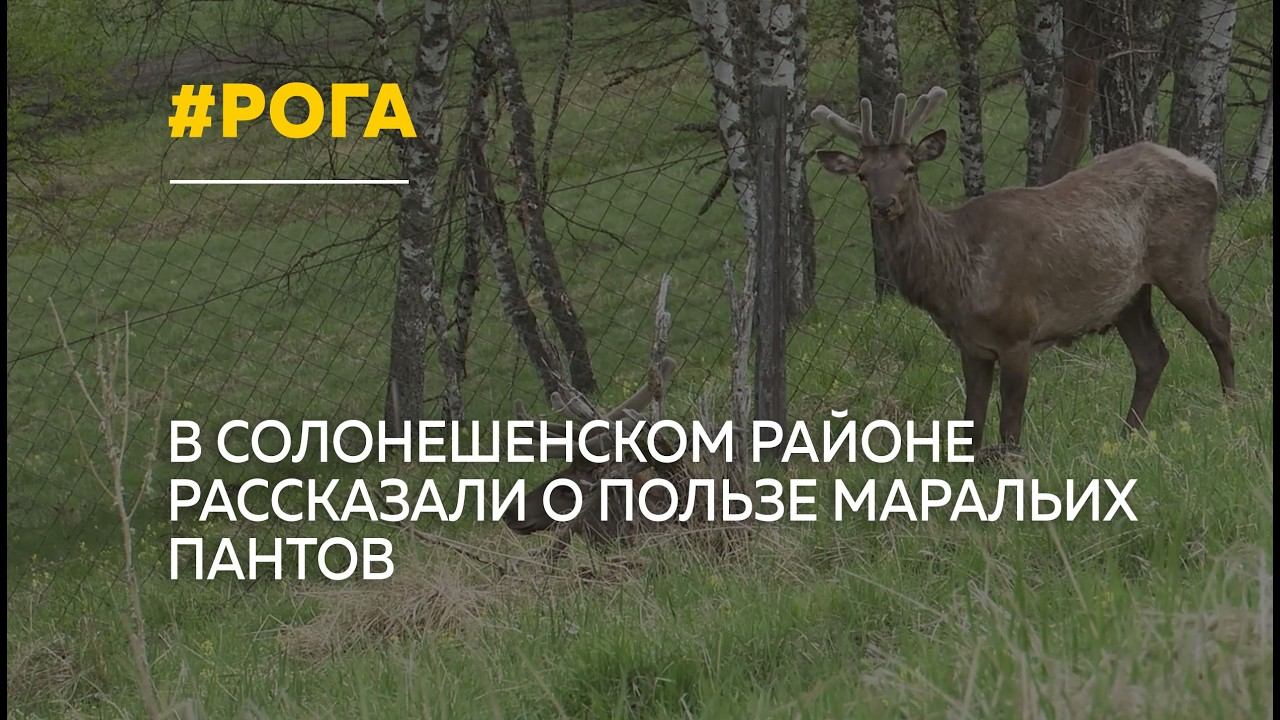 Алтайское золото: как маральи панты превращают в источник здоровья смотреть онлайн