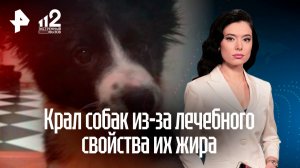 Похититель псов для корейских ресторанов рассказал, что крал их в лечебных целях