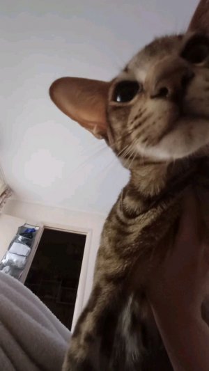 кот
