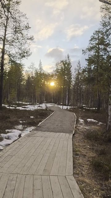 Прогулка по лесу