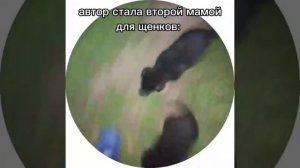 щенки и автор