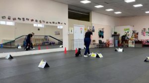 Класс РО1 дебют, Гуторова Наталья, собака Рэй, «Кубок Панды 2026 по Ралли Обиденс онлайн»