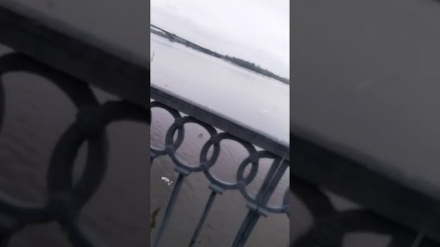 Дрессированные✌️🧭  или нет голуби и чайки?😄
