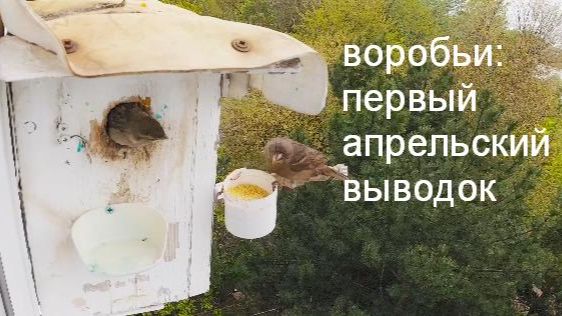 воробушки -первый апрельский выводок