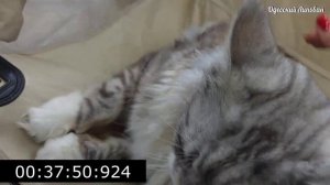 Тартар из телятины, перед которым не устоит ни одна женщина!
