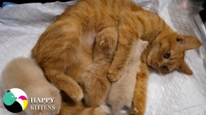 Мама-кошка ухаживает за милыми котятами,