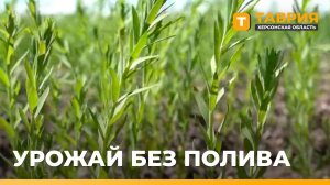Институт риса Херсонской области переходит на систему сухого земледелия