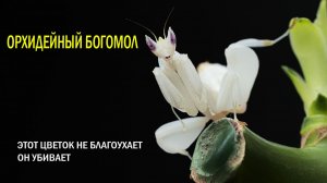 🌸🩸РОЗОВАЯ СМЕРТЬ☠️ОРХИДЕЯ-ПРИЗРАК 👻ВЫ ДУМАЕТЕ, ЭТО ЦВЕТОК? ОШИБАЕТЕСЬ.