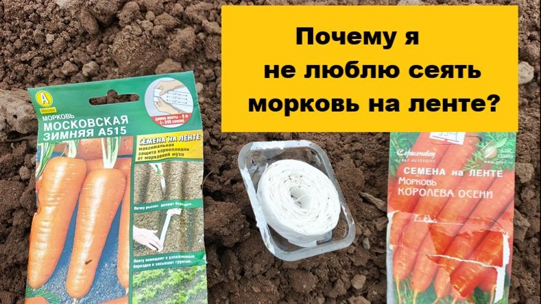 Стоит ли сажать морковь на ленте и как это правильно делать?