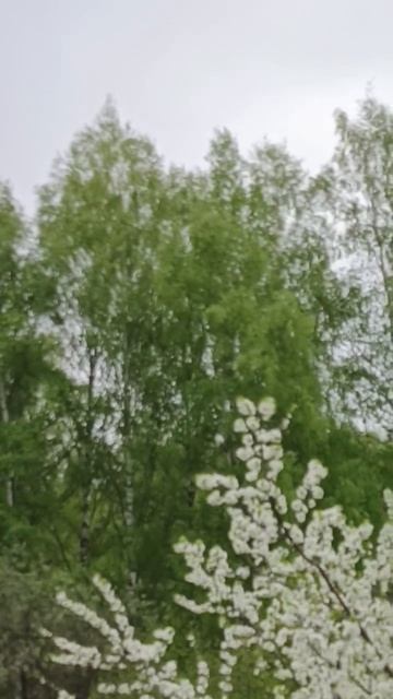 Желтая слива бурно зацвела