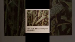 биология 7 класс. Грибы - паразиты растений, животных, человека.