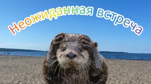 Обское море, встреча с выдрой, Академгородок