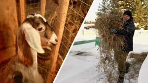 Сельская жизнь I Изьватас олэм