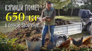 650 кг помёта от 25 кур за зиму: делюсь методом компостирования 🌱