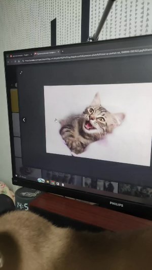 котики обзор