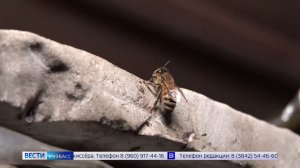 Неправильные пчёлы: куда пропали большегрузы из Узбекистана?