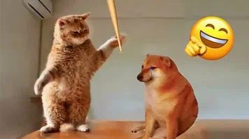 СМЕШНЫЕ КОТЫ | ЛУЧШИЕ ПРИКОЛЫ С КОТАМИ, СОБАКАМИ, КОШКИ, СОБАКИ, ЖИВОТНЫЕ, СМЕШНОЕ ВИДЕО