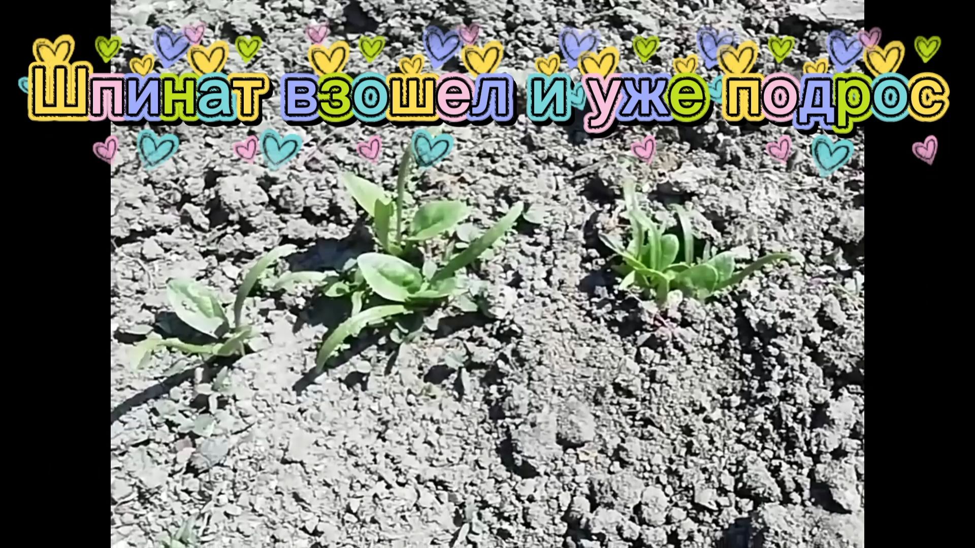 Шпинат взошел и уже подрос