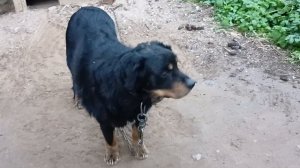 Мой сторожевой пёс Рой.
