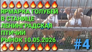 🔥🔥🔥 Ярмарка голубей в станице Ленинградской. Птичий рынок 10.05.26. Часть 4.