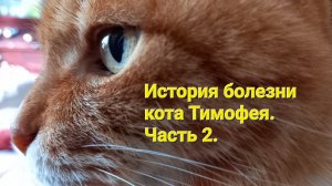 История болезни кота Тимофея. 
Часть 2.