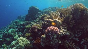 Внешние рифы Sharm El Naga