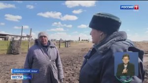 Защита на опережение: как превентивные меры спасают забайкальское животноводство от инфекций