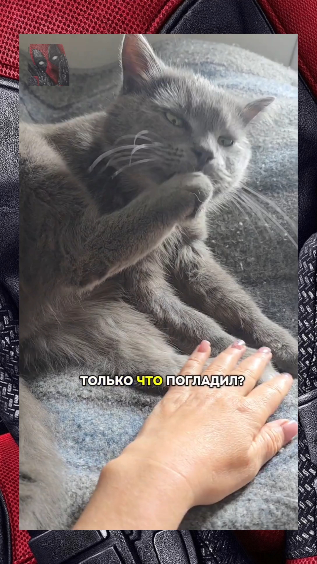 А ваши тоже чистюли ?!¿ 😼🫶😎