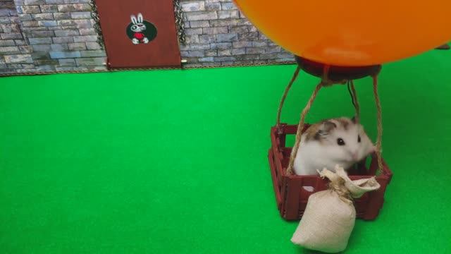 🐹  Удивительное приключение хомячка